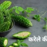 Karele Ki Sabji Recipe in Hindi